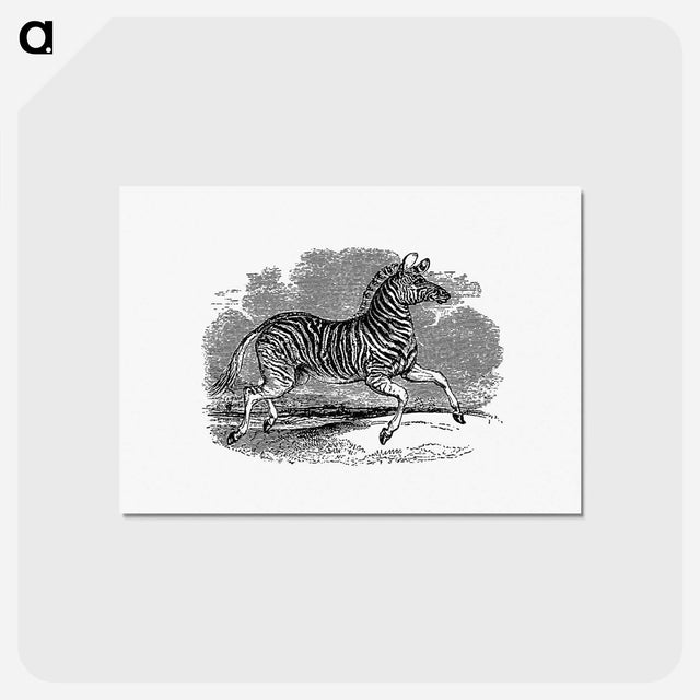 アートポストカード-Zebra from The Land of the Lion; or, Adventures Among the Wild Animals of Africa
 - 大英図書館 Postcard.
