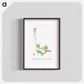 アートポスター-Cotyledon Hemisphaerica (Thick–Leaved Navelwort) - ピエール ジョゼフ ルドゥーテ Poster.