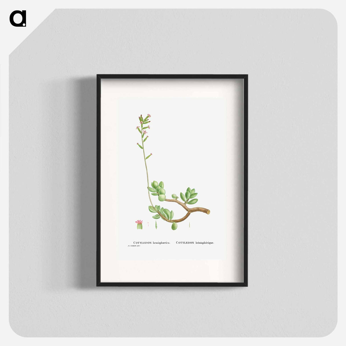 Cotyledon Hemisphaerica (Thick–Leaved Navelwort) - ピエール ジョゼフ ルドゥーテ Poster.