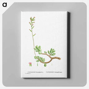 アートパネル-Cotyledon Hemisphaerica (Thick–Leaved Navelwort) - ピエール ジョゼフ ルドゥーテ Canvas.