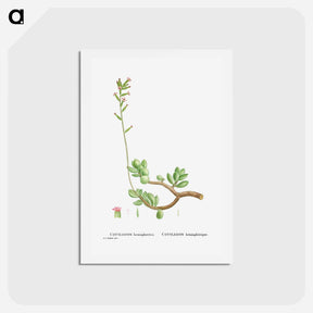 アートポストカード-Cotyledon Hemisphaerica (Thick–Leaved Navelwort) - ピエール ジョゼフ ルドゥーテ Postcard.
