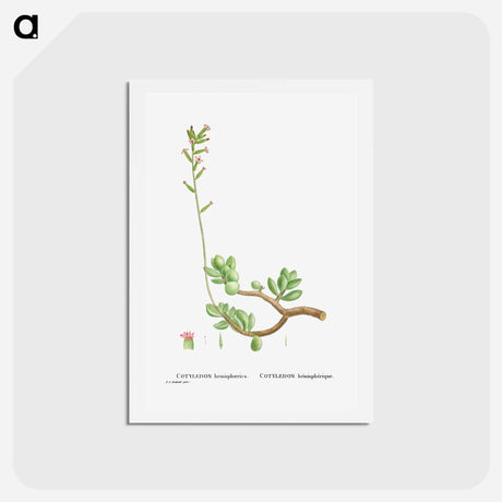アートポストカード-Cotyledon Hemisphaerica (Thick–Leaved Navelwort) - ピエール ジョゼフ ルドゥーテ Postcard.