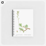Cotyledon Hemisphaerica (Thick–Leaved Navelwort) - ピエール ジョゼフ ルドゥーテ Memo.