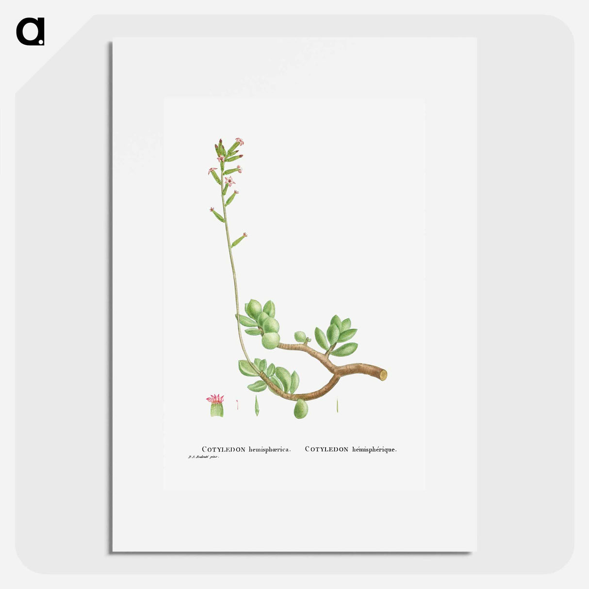 Cotyledon Hemisphaerica (Thick–Leaved Navelwort) - ピエール ジョゼフ ルドゥーテ Poster.