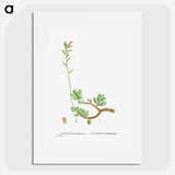 Cotyledon Hemisphaerica (Thick–Leaved Navelwort) - ピエール ジョゼフ ルドゥーテ Poster.