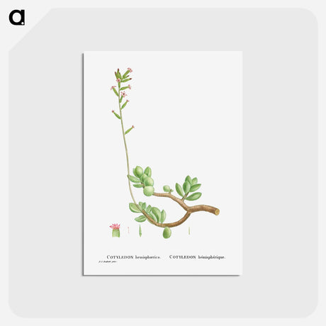 アートポストカード-Cotyledon Hemisphaerica (Thick–Leaved Navelwort) - ピエール ジョゼフ ルドゥーテ Postcard.