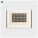 アートポストカード-Horse with Bucket
 - エドワード マイブリッジ Postcard.