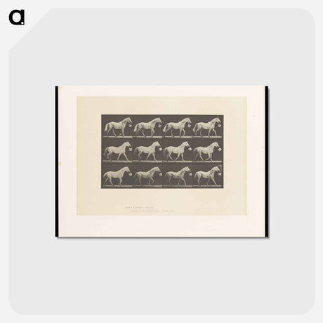 アートポストカード-Horse with Bucket
 - エドワード マイブリッジ Postcard.