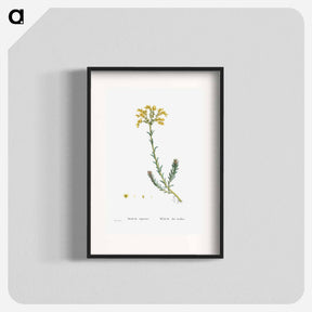 アートポスター-Sedum Rupestre - ピエール ジョゼフ ルドゥーテ Poster.