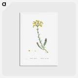 アートポストカード-Sedum Rupestre - ピエール ジョゼフ ルドゥーテ Postcard.