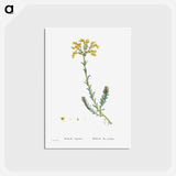 アートポストカード-Sedum Rupestre - ピエール ジョゼフ ルドゥーテ Postcard.