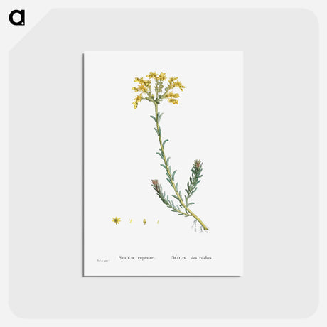 アートポストカード-Sedum Rupestre - ピエール ジョゼフ ルドゥーテ Postcard.