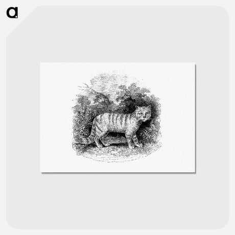 アートポストカード-Cat
 - 大英図書館 Postcard.