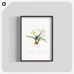 アートポスター-Hypoxis sobolifera illustration - ピエール ジョゼフ ルドゥーテ Poster.