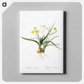 アートパネル-Hypoxis sobolifera illustration - ピエール ジョゼフ ルドゥーテ Canvas.