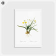 アートポストカード-Hypoxis sobolifera illustration - ピエール ジョゼフ ルドゥーテ Postcard.