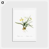 アートポストカード-Hypoxis sobolifera illustration - ピエール ジョゼフ ルドゥーテ Postcard.