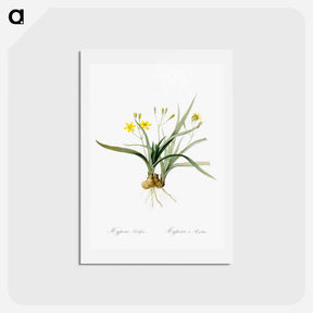 アートポストカード-Hypoxis sobolifera illustration - ピエール ジョゼフ ルドゥーテ Postcard.