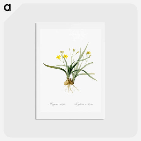 アートポストカード-Hypoxis sobolifera illustration - ピエール ジョゼフ ルドゥーテ Postcard.