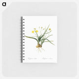 Hypoxis sobolifera illustration - ピエール ジョゼフ ルドゥーテ Memo.