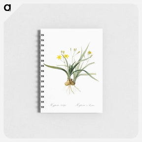 アートメモ帳-Hypoxis sobolifera illustration - ピエール ジョゼフ ルドゥーテ Memo.