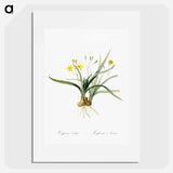 Hypoxis sobolifera illustration - ピエール ジョゼフ ルドゥーテ Poster.