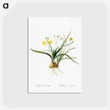 アートポストカード-Hypoxis sobolifera illustration - ピエール ジョゼフ ルドゥーテ Postcard.