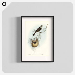 アートポスター-Lanceolate Honey-eater
 - ジョン グールド Poster.