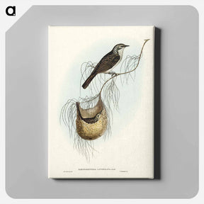 アートパネル-Lanceolate Honey-eater
 - ジョン グールド Canvas.