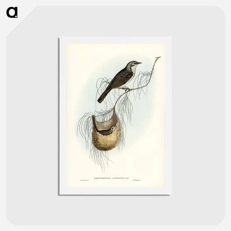 アートポストカード-Lanceolate Honey-eater
 - ジョン グールド Postcard.