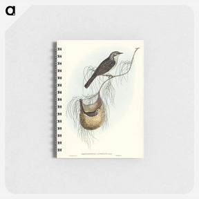 アートメモ帳-Lanceolate Honey-eater
 - ジョン グールド Memo.