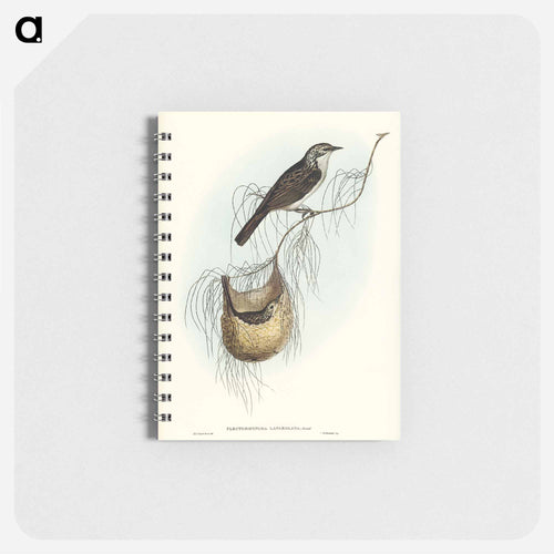 Lanceolate Honey-eater
 - John Gould Memo.