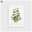 アートポストカード-Alder buckthorn - ピエール ジョゼフ ルドゥーテ Postcard.