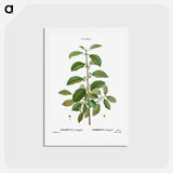 アートポストカード-Alder buckthorn - ピエール ジョゼフ ルドゥーテ Postcard.