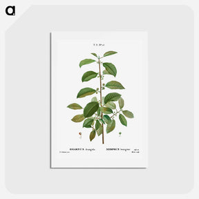 アートポストカード-Alder buckthorn - ピエール ジョゼフ ルドゥーテ Postcard.