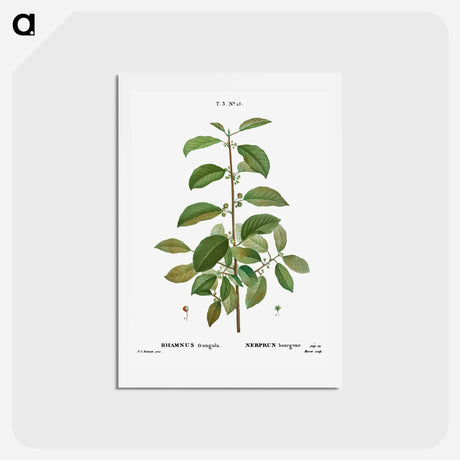 アートポストカード-Alder buckthorn - ピエール ジョゼフ ルドゥーテ Postcard.