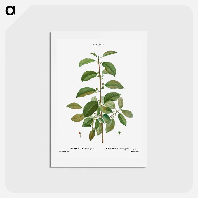 アートポストカード-Alder buckthorn - ピエール ジョゼフ ルドゥーテ Postcard.