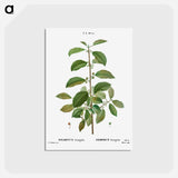 アートポストカード-Alder buckthorn - ピエール ジョゼフ ルドゥーテ Postcard.