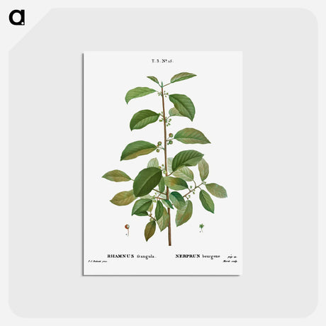 アートポストカード-Alder buckthorn - ピエール ジョゼフ ルドゥーテ Postcard.
